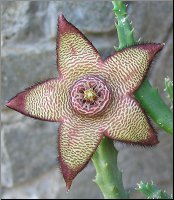 Orbea hybride 1